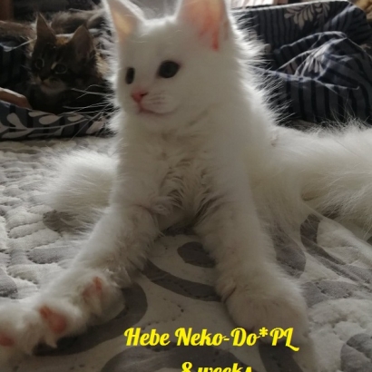 Hebe Neko-Do*PL