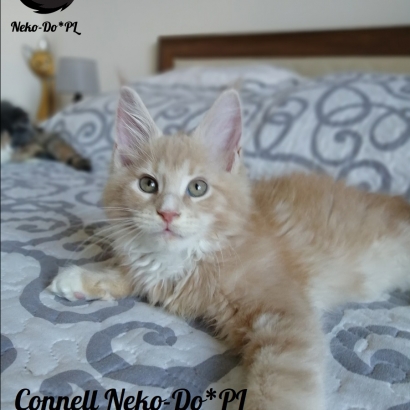 Connell 12 weeks_6