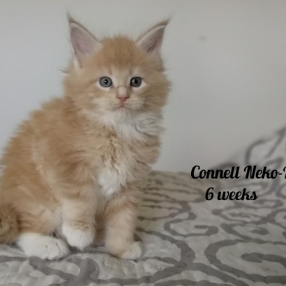 Connell 6 weeks miot c_10