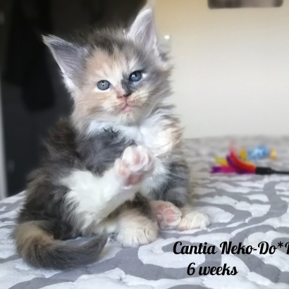 cantia 6 weeks miot c_10
